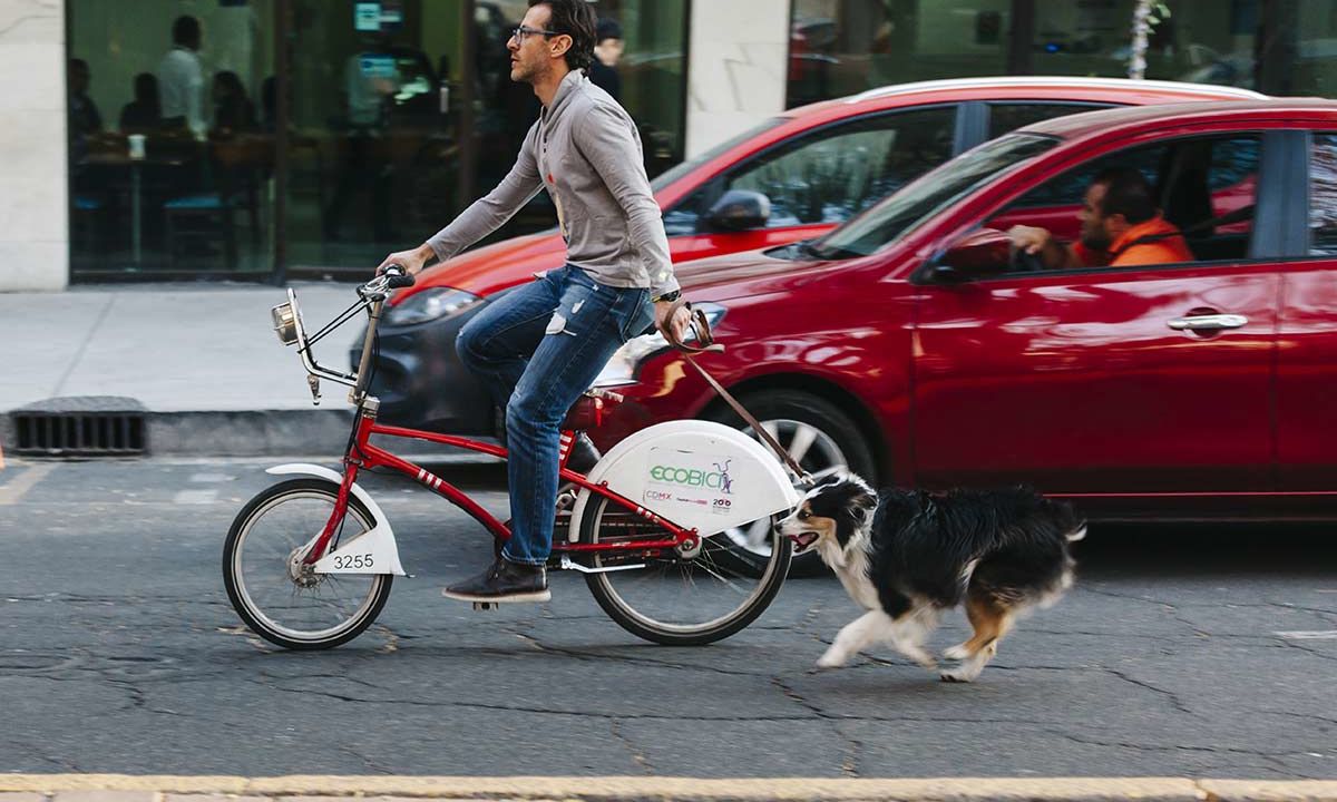 bicicletta con cane al guinzaglio