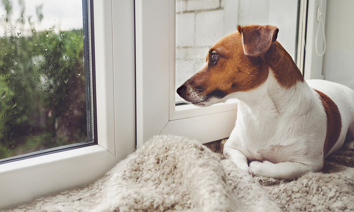 Per I Cani Una Famiglia è Sempre Meglio Del Canile Dogdeliver