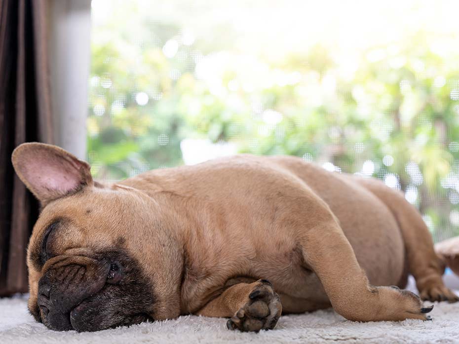 Perchè i proprietari sono tanto importanti per i cani