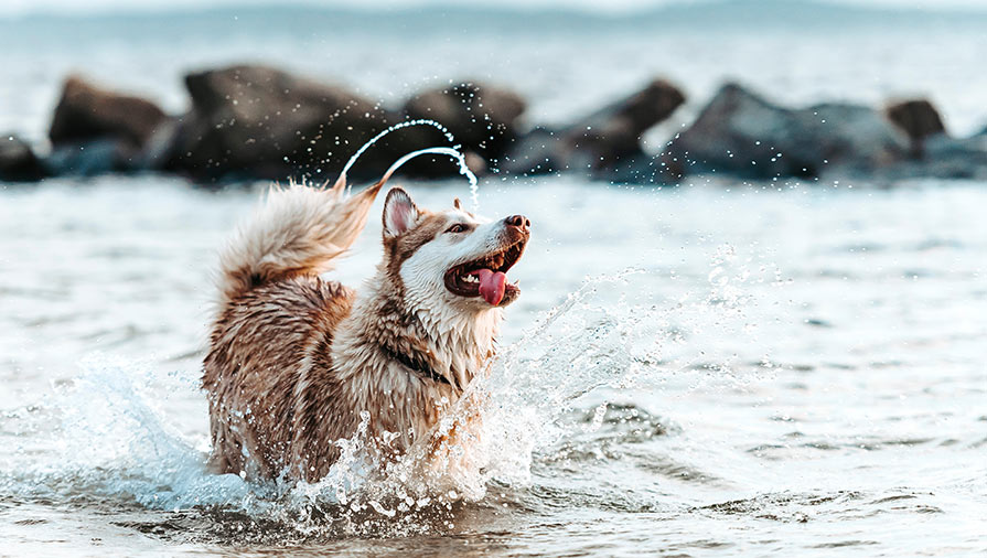 Capire i Cani: il gioco, l’olfatto e altre caratteristiche