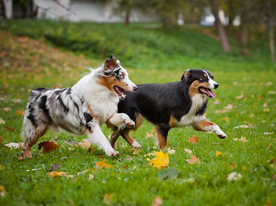 Il comportamento dei Cani e il ruolo dei proprietari