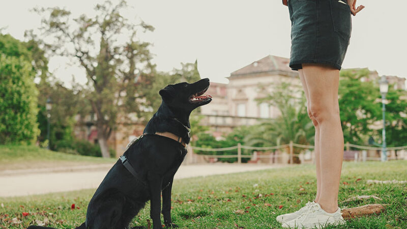 Il linguaggio che si usa per parlare dei cani è importante