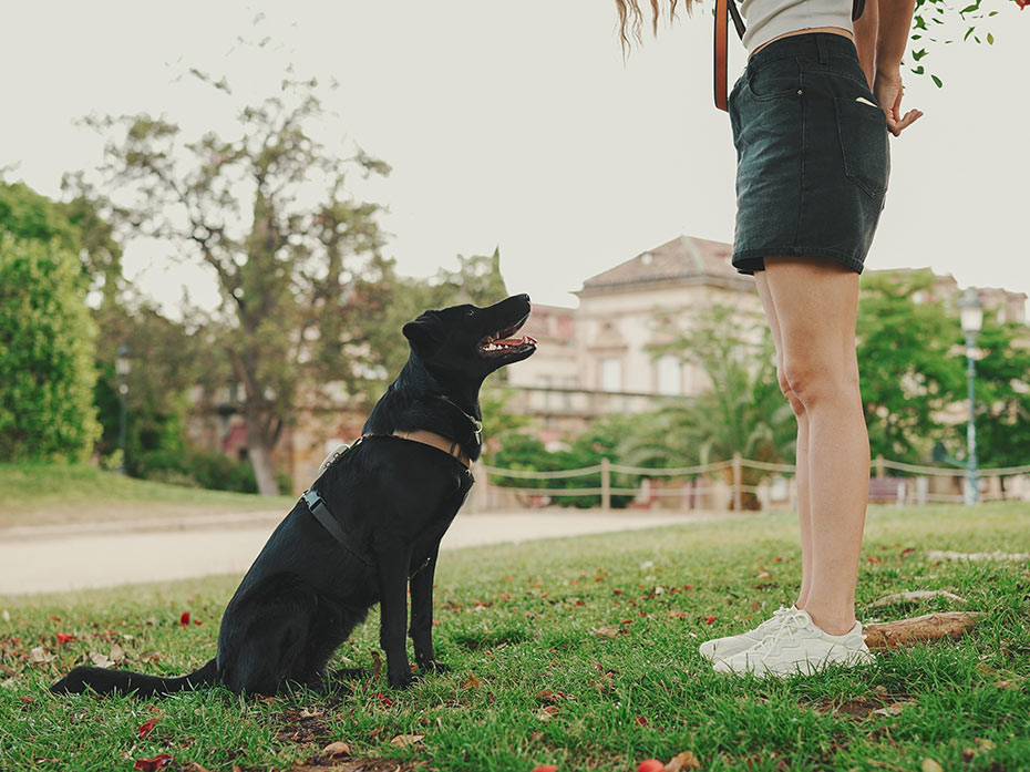 Il linguaggio che si usa per parlare dei cani è importante