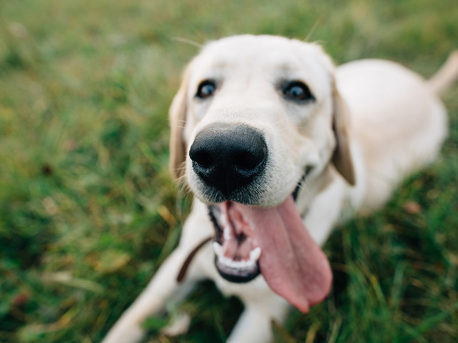 Il cane dominante e altri miti sui cani