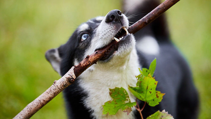 Guida all’educazione del Cane: consigli, trucchi e tecniche