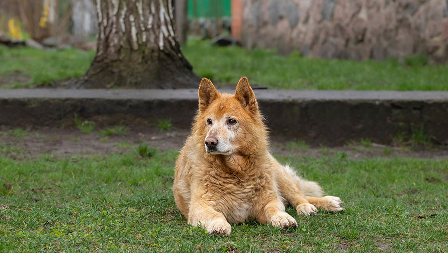 Il dolore articolare nei cani: come riconoscerlo e gestirlo