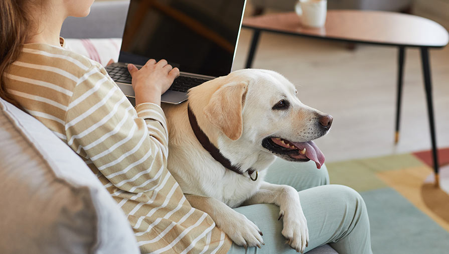 E’ il momento di cambiare il modo in cui si pensa e si vive il Cane