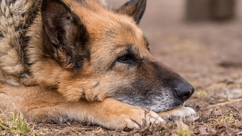 Vita con il Cane anziano