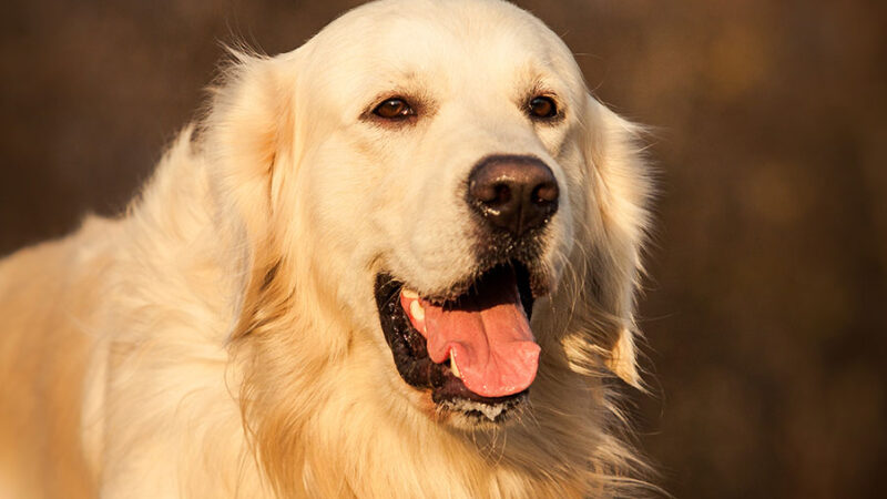 Come si capisce che il Cane sta invecchiando