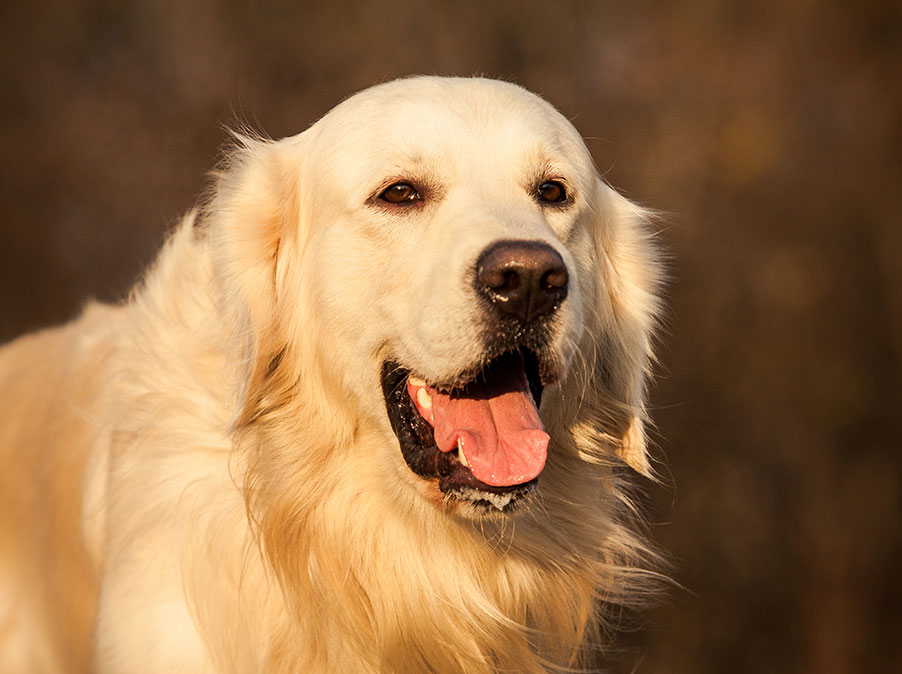 Come si capisce che il Cane sta invecchiando