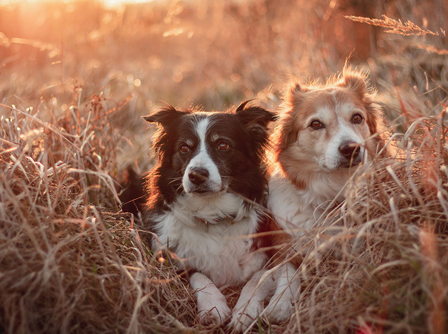 Cani: è meglio la femmina o il maschio?