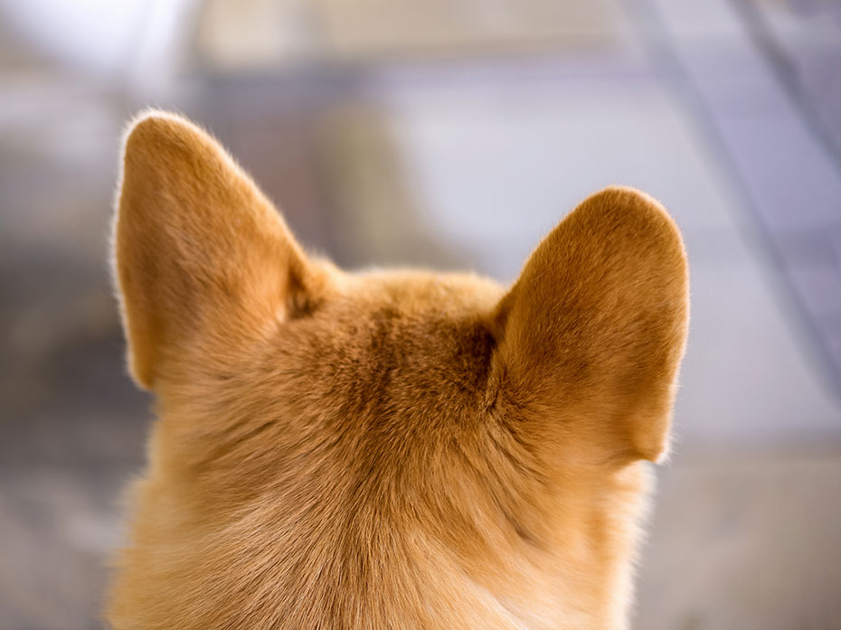 L’udito dei Cani rispetto a quello delle persone