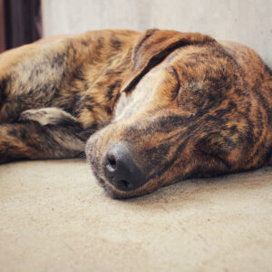 Perchè quando il Cane dorme non deve essere svegliato