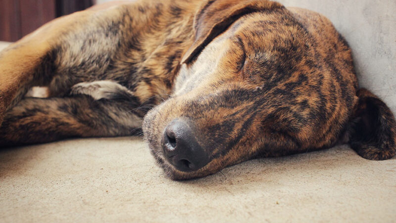 Perchè quando il Cane dorme non deve essere svegliato