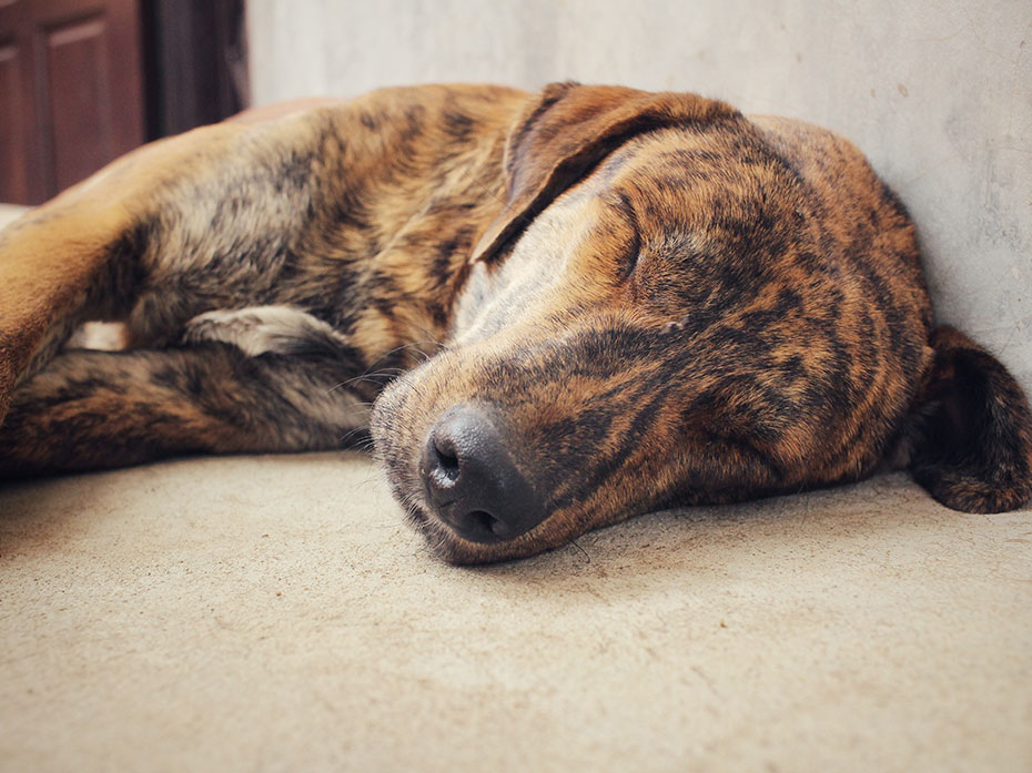 Perchè quando il Cane dorme non deve essere svegliato