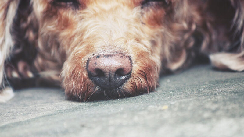 Un metodo naturale per calmare i Cani che hanno paura dei rumori