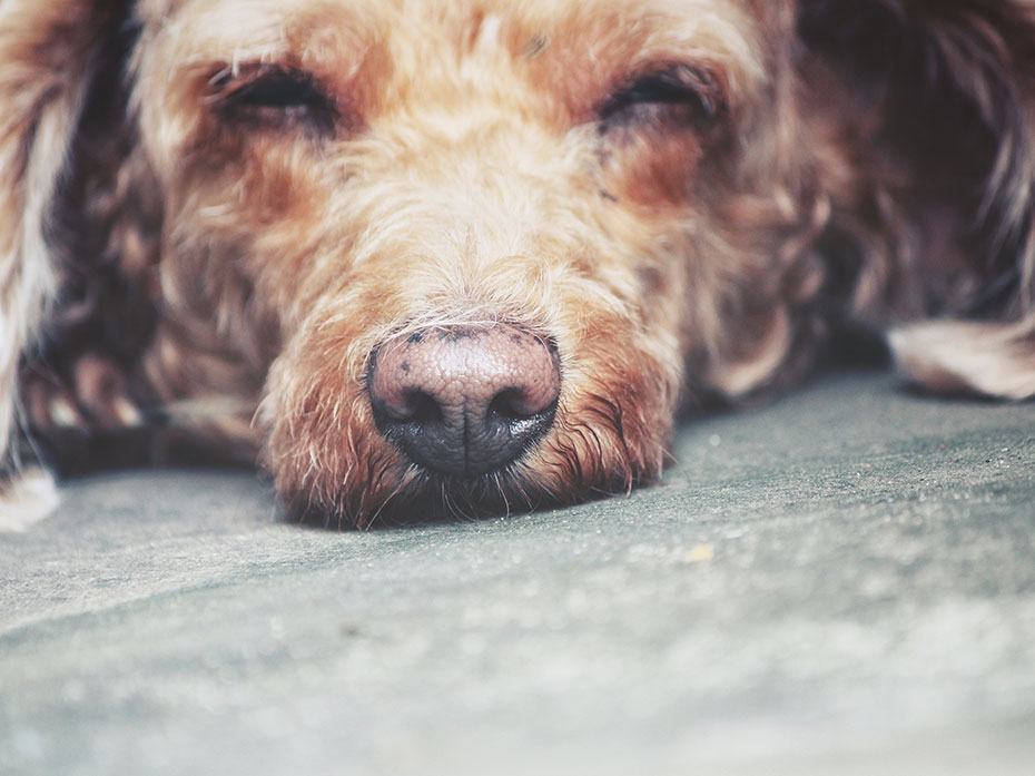 Un metodo naturale per calmare i Cani che hanno paura dei rumori