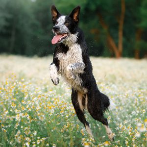 Cani: è vera richiesta di attenzione o è altro?