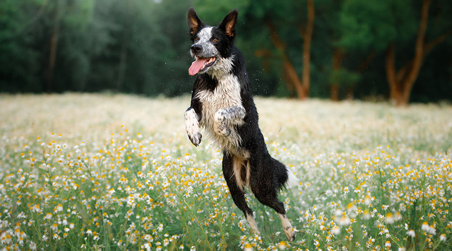 Cani: è vera richiesta di attenzione o è altro?