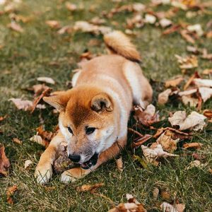 I Cani sono influenzati dal cambio delle stagioni: l’autunno