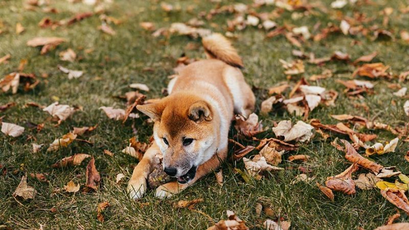 I Cani sono influenzati dal cambio delle stagioni: cosa fa l’autunno