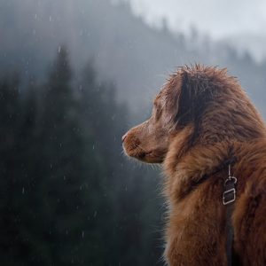 Il Cane ha paura del temporale: cosa fare