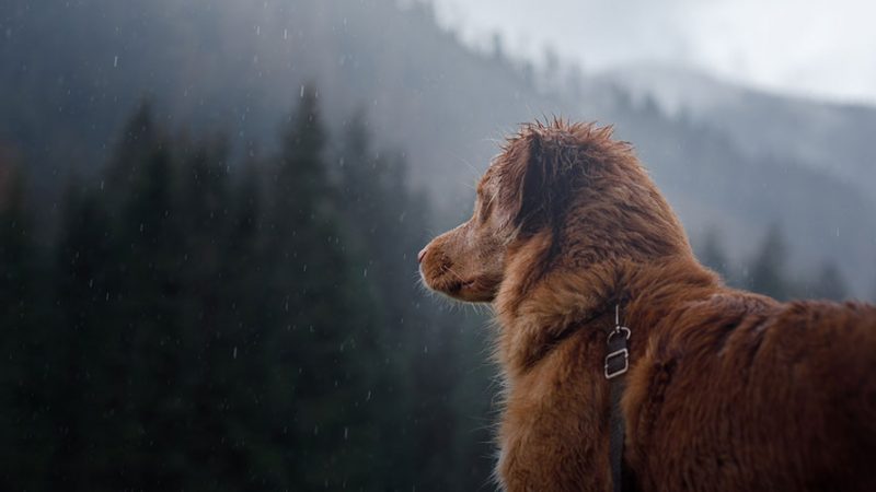 Il Cane ha paura del temporale: cosa fare