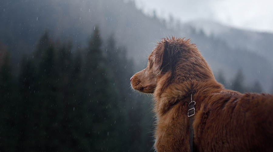 Il Cane ha paura del temporale: cosa fare