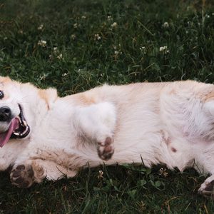 Come capire le comunicazioni dei Cani: il linguaggio del corpo