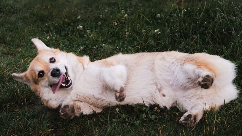 Come capire le comunicazioni dei Cani: il linguaggio del corpo