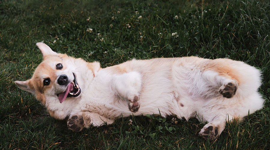 Come capire le comunicazioni dei Cani: il linguaggio del corpo