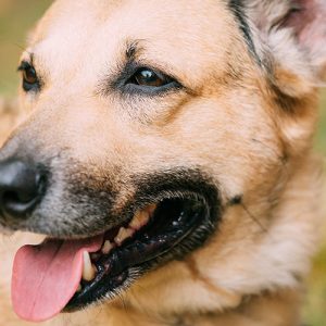 I Cani hanno bisogno di avere un loro posto sicuro in casa