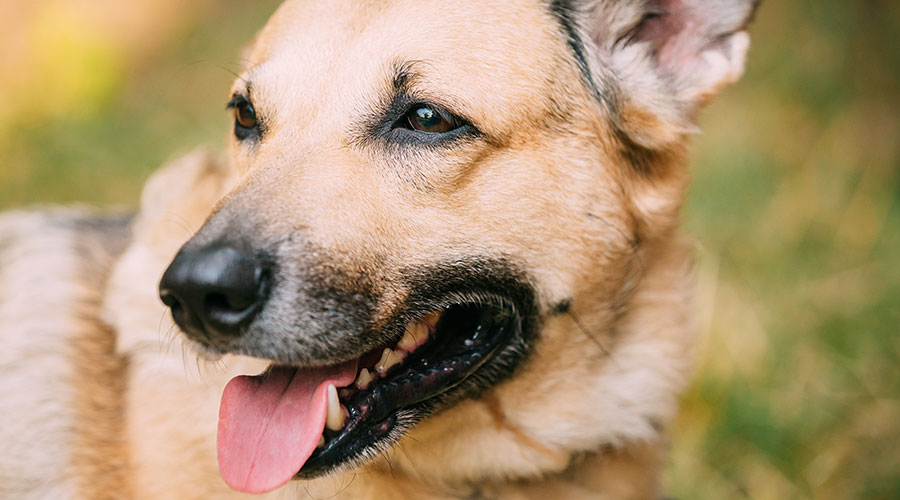 I Cani hanno bisogno di avere un loro posto sicuro in casa