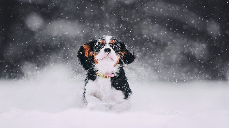 Come andare con il Cane sulla neve in modo sicuro e divertirsi