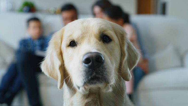 I Cani si accorgono se ci sono litigi in famiglia