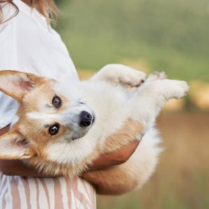 Anche i Cani, come gli umani, hanno lo spazio personale