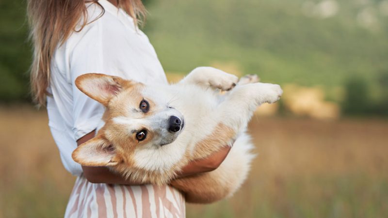 Anche i Cani, come gli umani, hanno lo spazio personale