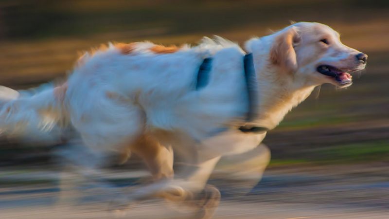 Comportamenti e postura rivelano il trauma nel Cane