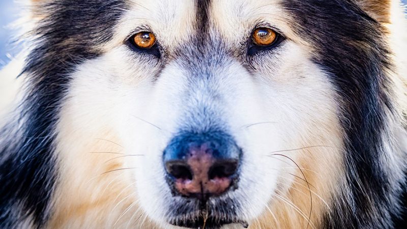 Cosa è il trigger e perchè fa scattare i Cani