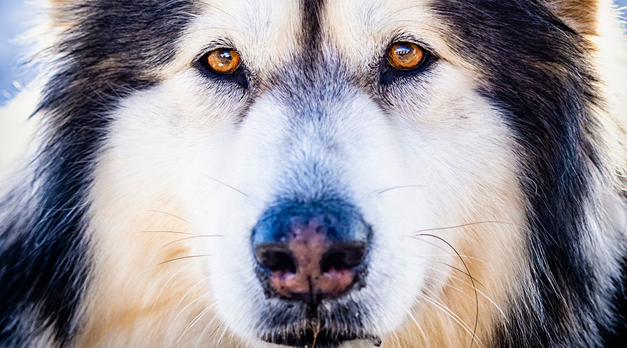 Cosa è il trigger e perchè fa scattare i Cani