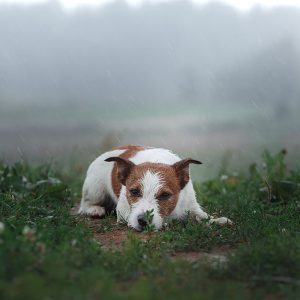 Come l’ambiente influisce sui comportamenti del Cane