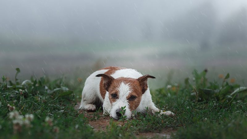 Come l’ambiente influisce sui comportamenti del Cane