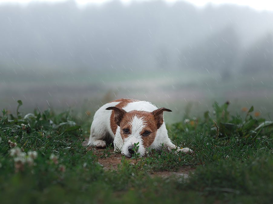 Come l’ambiente influisce sui comportamenti del Cane