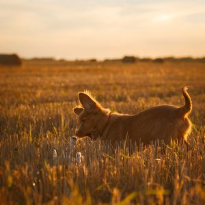 Perchè è importante dare al Cane la possibilità di scegliere