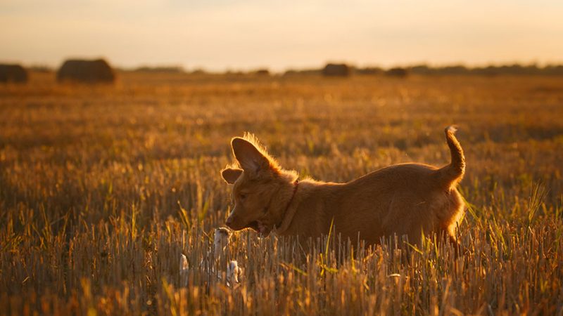 Perchè è importante dare al Cane la possibilità di scegliere