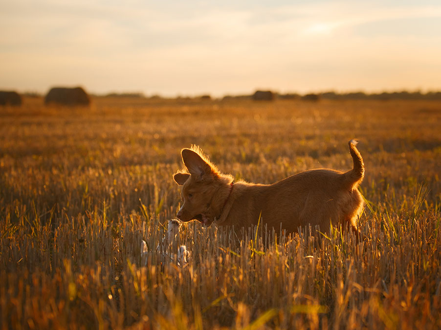 Perchè è importante dare al Cane la possibilità di scegliere