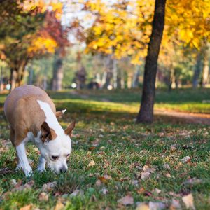 Cosa vuol dire ambiente in riferimento ai Cani