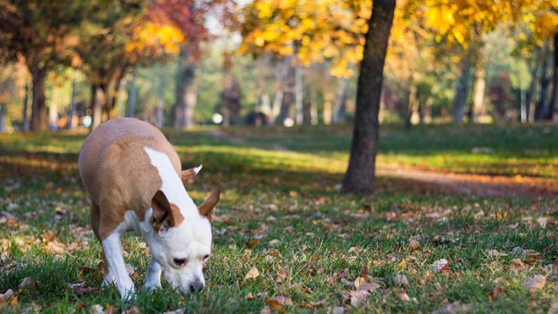 Cosa vuol dire ambiente in riferimento ai Cani