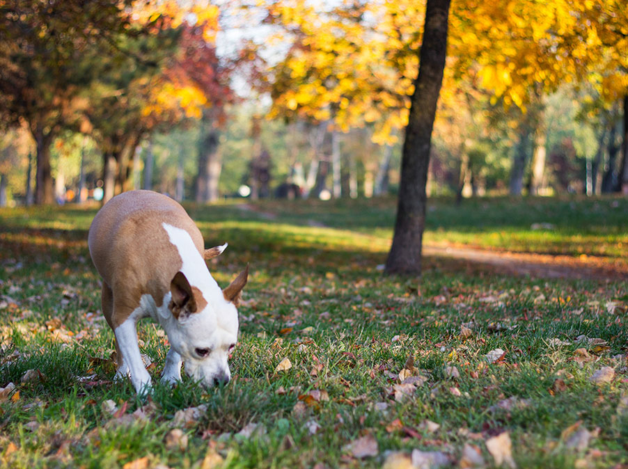 Cosa vuol dire ambiente in riferimento ai Cani