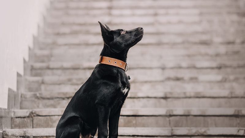 I Cani, soprattutto le femmine, giudicano gli umani